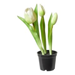 Da'core Tulipaner 3 stk. i potte 25 cm. hvid