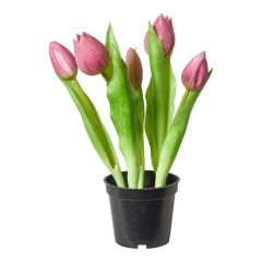 Da'core Tulipaner 5 stk. i potte 25 cm. mørk rosa