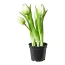 Da'core Tulipaner 5 stk. i potte 25 cm. hvid