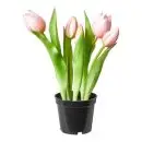 Da'core Tulipaner 5 stk. i potte 25 cm. rosa