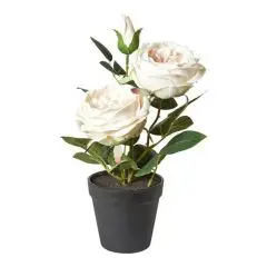 Da'core Rose i potte Hvid