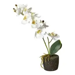 Da'core Orkide moskugle hvid